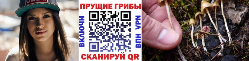 Купить Сясьстрой Галлюциногенные грибы мицелий